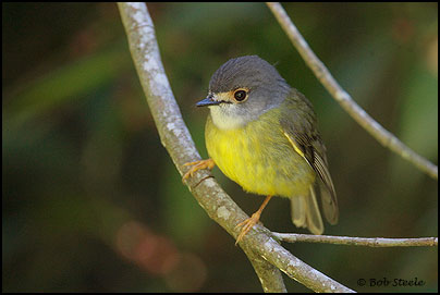 Pale-yellow Robin (Tregellasia capito)