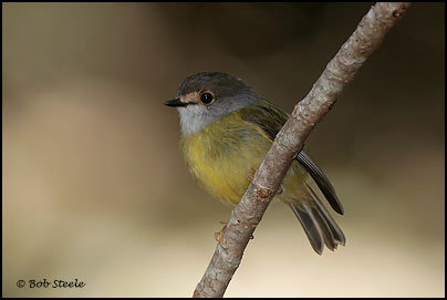 Pale-yellow Robin (Tregellasia capito)