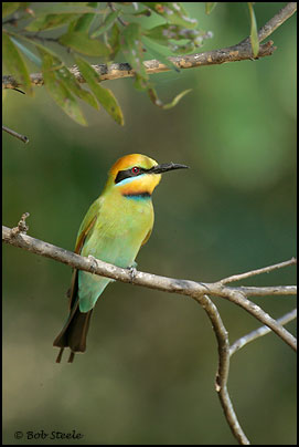 Rainbow Bee-eater (Merops ornatus)