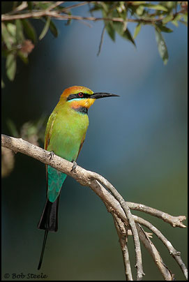 Rainbow Bee-eater (Merops ornatus)