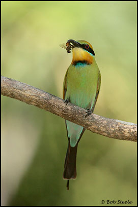 Rainbow Bee-eater (Merops ornatus)