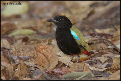 Rainbow Pitta (Pitta iris)