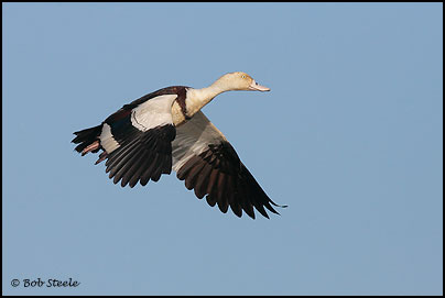 Radjah Shelduck (Tadorna radjah)