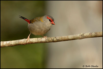 Red-browed Finch (Neochmia temporalis)