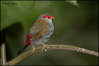Red-browed Finch (Neochmia temporalis)