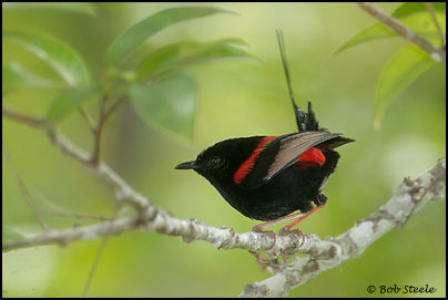 Red-backed Fairy-wren (Malurus melanocephalus)