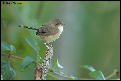 Red-backed Fairy-wren (Malurus melanocephalus)