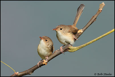 Red-backed Fairy-wren (Malurus melanocephalus)