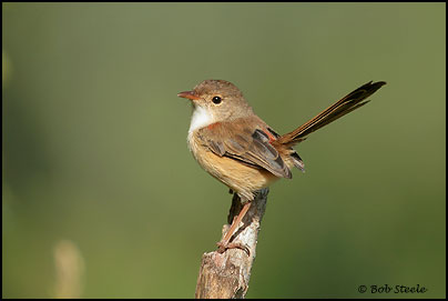 Red-backed Fairy-wren (Malurus melanocephalus)