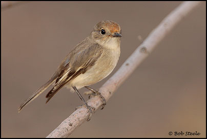 Red-capped Robin (Petroica goodenovii)