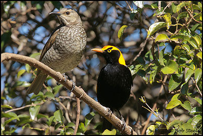 Regent Bowerbird (Sericulus chrysocephalus)