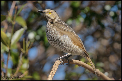 Regent Bowerbird (Sericulus chrysocephalus)