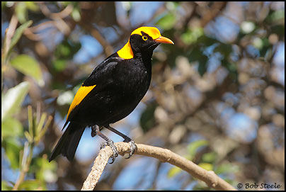 Regent Bowerbird (Sericulus chrysocephalus)