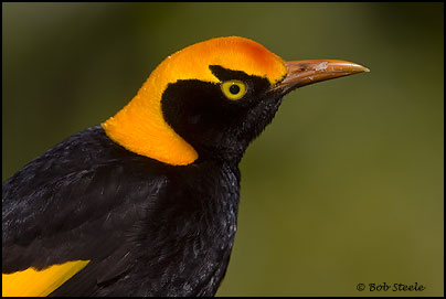 Regent Bowerbird (Sericulus chrysocephalus)