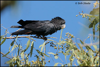 Red-tailed Black-Cockatoo (Calyptorhynchus banksii)