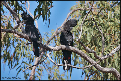 Red-tailed Black-Cockatoo (Calyptorhynchus banksii)