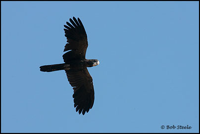 Red-tailed Black-Cockatoo (Calyptorhynchus banksii)