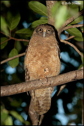 Rufous Owl (Ninox rufa)