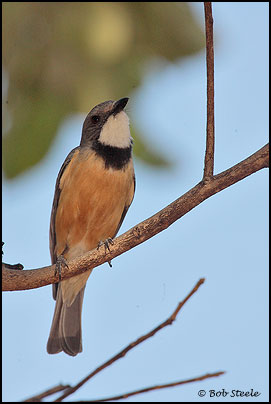 Rufous Whistler (Pachycephala rufiventris)