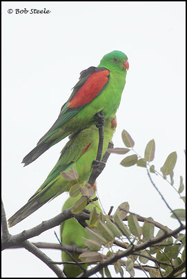 Red-winged Parrot (Aprosmictus erythropterus)