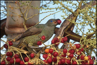 Satin Bowerbird (Ptilonorhynchus violaceus)
