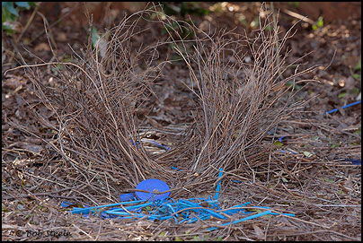 Satin Bowerbird (Ptilonorhynchus violaceus)