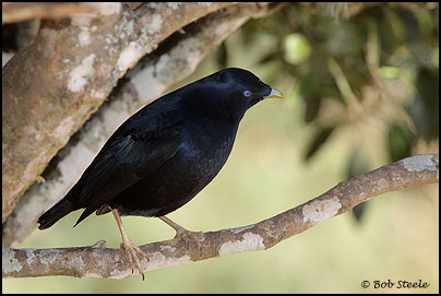 Satin Bowerbird (Ptilonorhynchus violaceus)