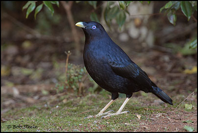 Satin Bowerbird (Ptilonorhynchus violaceus)