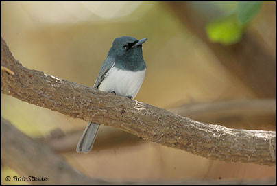 Satin Flycatcher (Myiagra cyanoleuca)