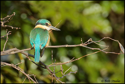 Sacred Kingfisher (Todiramphus sanctus)