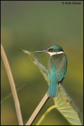 Sacred Kingfisher (Todiramphus sanctus)
