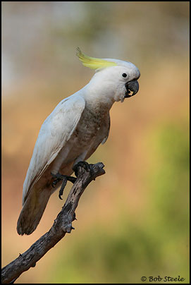 Sulphur-crested Cockatoo (Cacatua galerita)