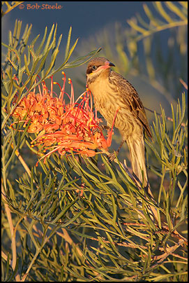 Spiny-cheeked Honeyeater (Acanthagenys rufogularis)