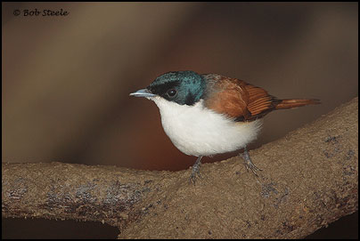 Shining Flycatcher (Myiagra alecto)