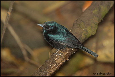Shining Flycatcher (Myiagra alecto)
