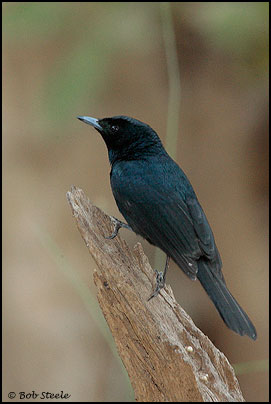 Shining Flycatcher (Myiagra alecto)