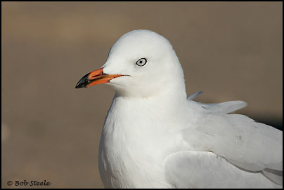 Silver Gull (Larus novaehollandiae)