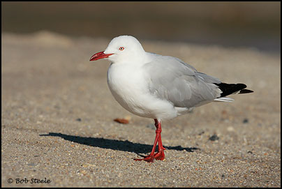 Silver Gull (Larus novaehollandiae)