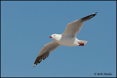 Silver Gull (Larus novaehollandiae)