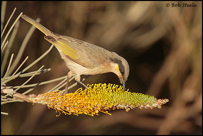 Singing Honeyeater (Lichenostomus virescens)