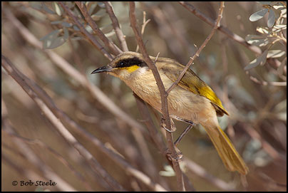 Singing Honeyeater (Lichenostomus virescens)