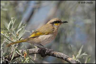 Singing Honeyeater (Lichenostomus virescens)