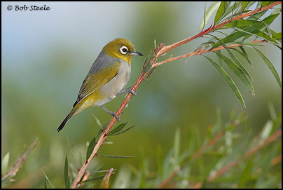 Silvereye (Zosterops lateralis)