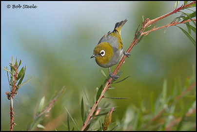 Silvereye (Zosterops lateralis)