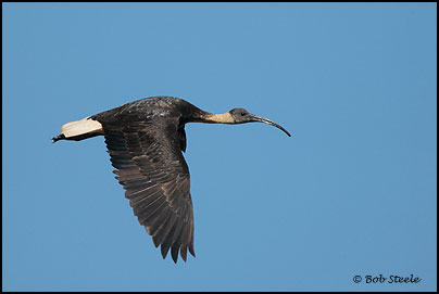 Straw-necked Ibis (Threskiornis spinicollis)