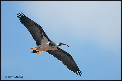 Straw-necked Ibis (Threskiornis spinicollis)