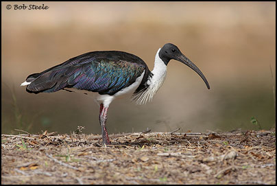 Straw-necked Ibis (Threskiornis spinicollis)