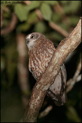 Southern Boobook (Ninox novaeseelandiae)