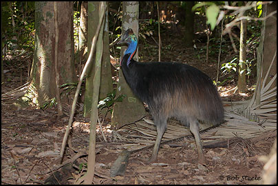 Southern Cassowary (Casuarius casuarius)