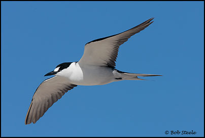 Sooty Tern (Sterna fuscata)